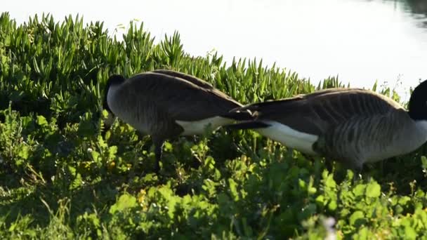 Dos gansos comiendo flores frescas de primavera cerca de la orilla — Vídeos de Stock