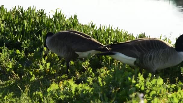 Two geese eating fresh spring flowers near the shore — Stock Video