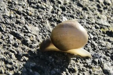 Salyangoz yavaş yavaş asfalt arasında gezinme