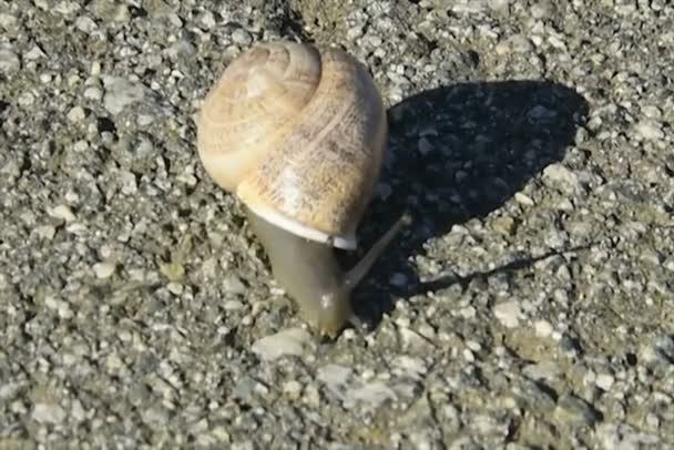 Snail crawling slowly across asphalt — Stock Video