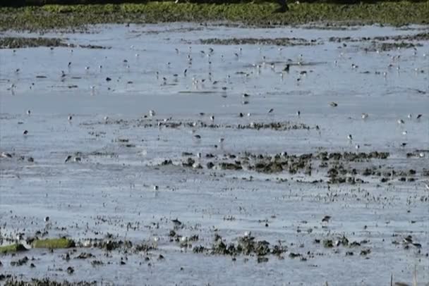 Rebanho de aves costeiras na maré baixa — Vídeo de Stock