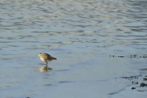 Pájaro playero en el agua buscando comida — Vídeos de Stock