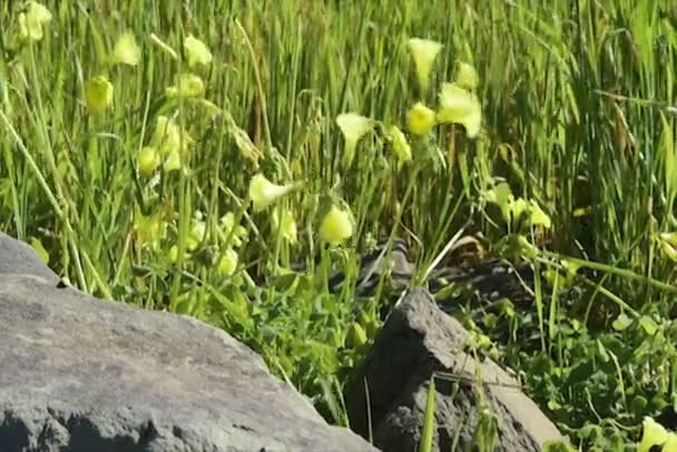 Primavera amarela flores silvestres soprando em uma brisa — Vídeo de Stock