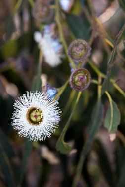 Beyaz çiçekli meşe palamudu bir ağaçta