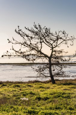 gündoğumu ve ağaç dalları ile kuşlar sahilde lo bekliyor