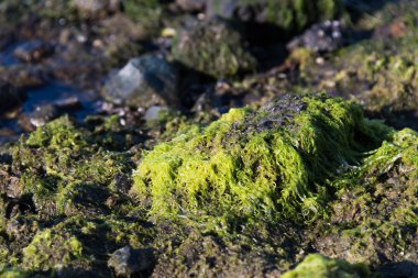 kayalar kayalık sahil açık deniz yosunu ile kaplı