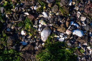 kayalık sahil açık deniz ve deniz yosunu ile
