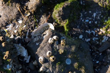 kayalık sahil açık deniz ve deniz yosunu ile