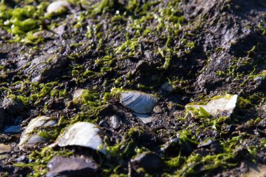 kayalık sahil açık deniz ve deniz yosunu ile