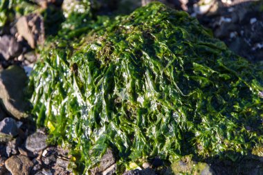 kayalar kayalık sahil açık deniz yosunu ile kaplı