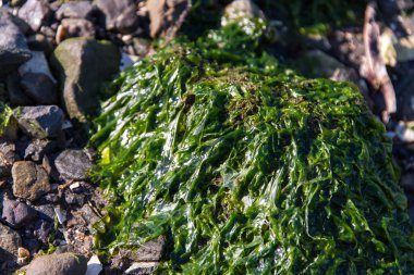 kayalar kayalık sahil açık deniz yosunu ile kaplı