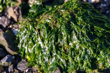 kayalar kayalık sahil açık deniz yosunu ile kaplı
