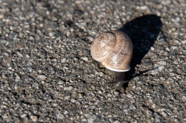 Yavaş asfalt üzerinde sürünerek salyangoz