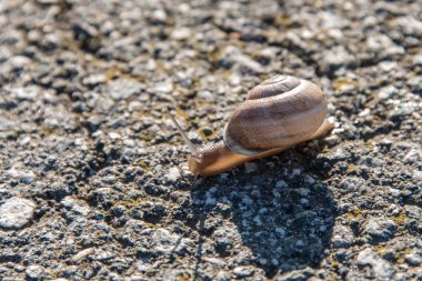 Yavaş asfalt üzerinde sürünerek salyangoz