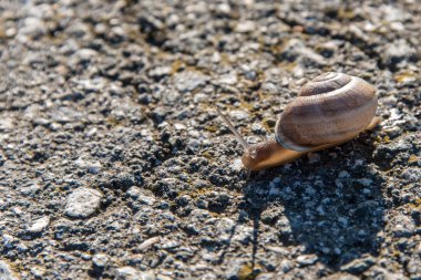 Yavaş asfalt üzerinde sürünerek salyangoz