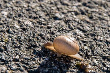 Yavaş asfalt üzerinde sürünerek salyangoz