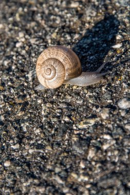 Yavaş asfalt üzerinde sürünerek salyangoz