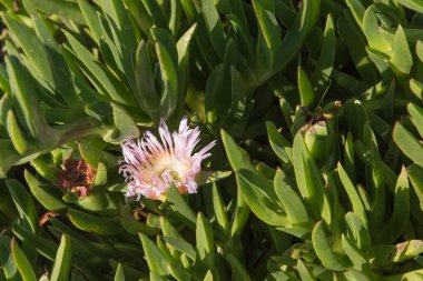 pembe ve beyaz çiçekli aloe vera alan