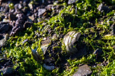 kayalık sahil açık deniz ve deniz yosunu ile