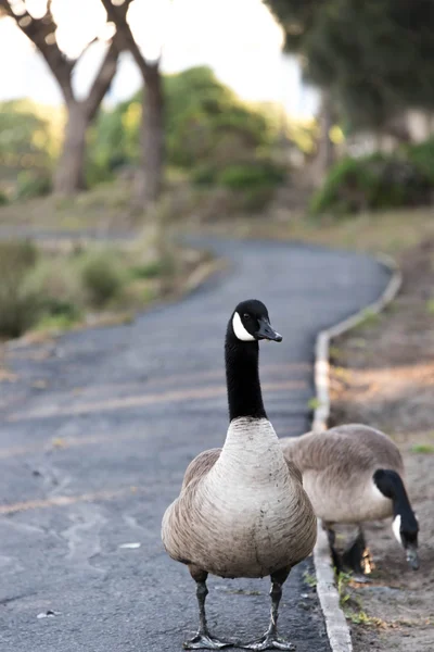 Gansos em um caminho de passeio em um parque ao ar livre — Fotografia de Stock