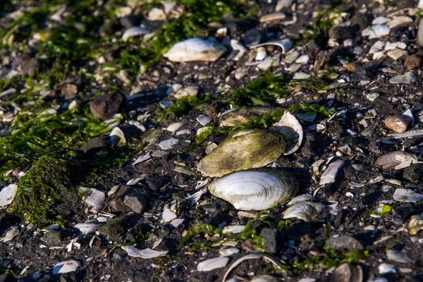Frente de costa rochosa com conchas e algas marinhas — Fotografia de Stock