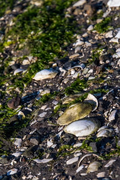 Скалистый берег с морскими ракушками и водорослями — стоковое фото