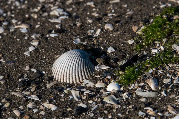 岩石海岸前与贝壳和海藻 — 图库照片