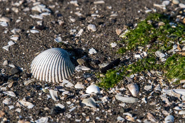 Скелястий берег спереду з черепашками і водоростями — стокове фото