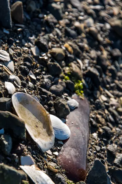 Скелястий берег спереду з черепашками і водоростями — стокове фото
