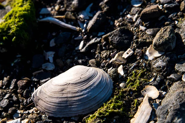 Frente de costa rochosa com conchas e algas marinhas — Fotografia de Stock