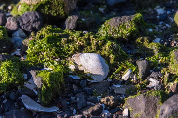 Frente a la costa rocosa con conchas marinas y algas marinas — Foto de Stock