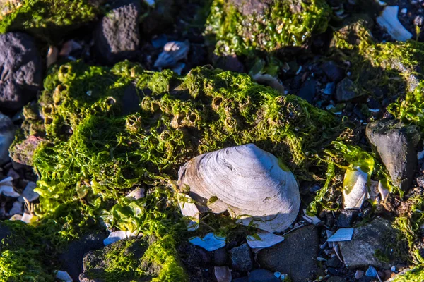 Sziklás part elöl tengeri kagylókból és tengeri moszat — Stock Fotó