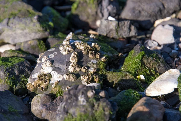 Front de mer rocheux avec coquillages et algues — Photo