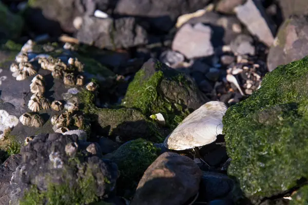 Frente a la costa rocosa con conchas marinas y algas marinas — Foto de Stock