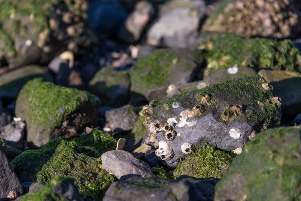 Skalnaté pobřeží fronta s mušle a mořské řasy — Stock fotografie