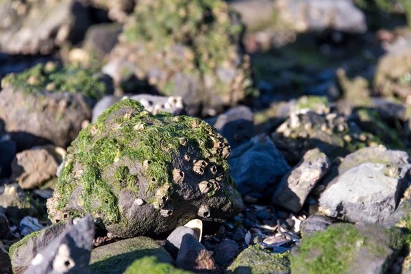 Frente a la costa rocosa con conchas marinas y algas marinas —  Fotos de Stock