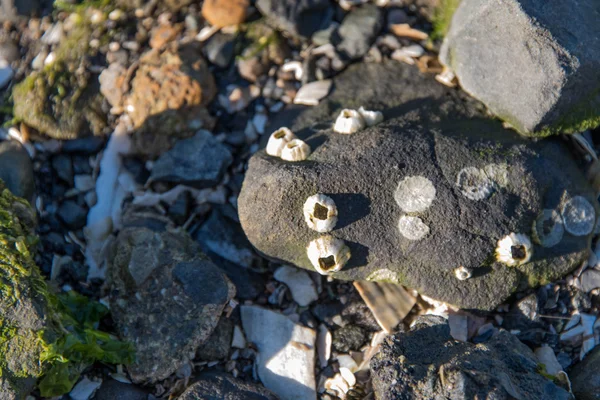 Front de mer rocheux avec coquillages et algues — Photo
