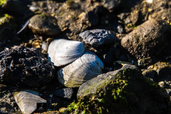 Frente a la costa rocosa con conchas marinas y algas marinas — Foto de Stock