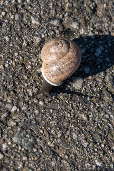 Snail crawling slow on asphalt — Stock Photo, Image