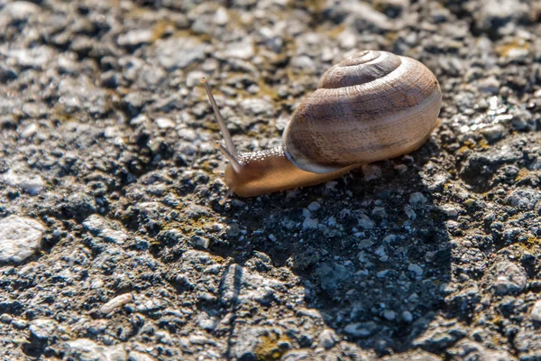 Snail crawling slow on asphalt — Stock Photo, Image
