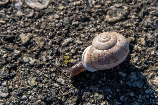 Snail crawling slow on asphalt — Stock Photo, Image