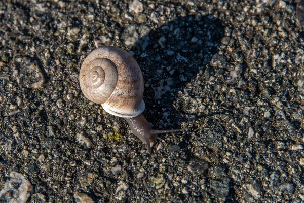 Caracol arrastrándose lentamente sobre asfalto — Foto de Stock