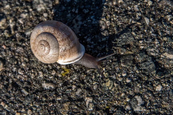 Caracol arrastrándose lentamente sobre asfalto — Foto de Stock