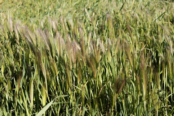 背の高いシード春の草の下に — ストック写真