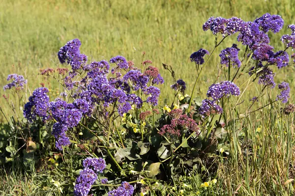 Фиолетовые полевые цветы, цветущие весной — стоковое фото