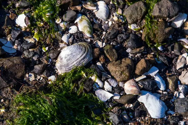 Frente a la costa rocosa con conchas marinas y algas marinas — Foto de Stock