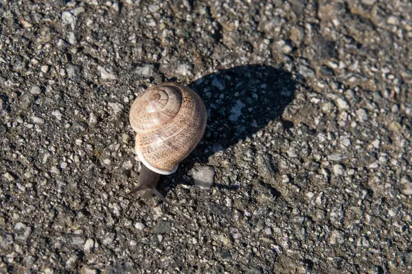Snegl som kryper sakte på asfalt – stockfoto
