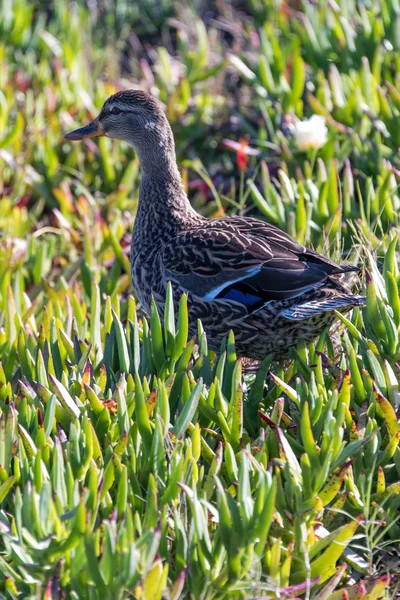 Eend in een veld van bedektzadigen Aloë vera — Stockfoto