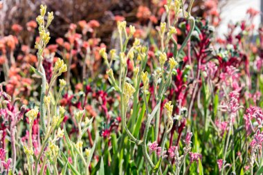 Kırmızı bahar çiçekleri - kanguru Paws