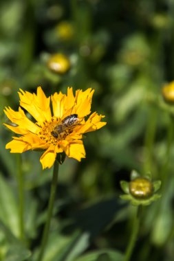 Arı sarı Tozlaşmayı papatya çiçekleri - jethro tull çekirdek bahar